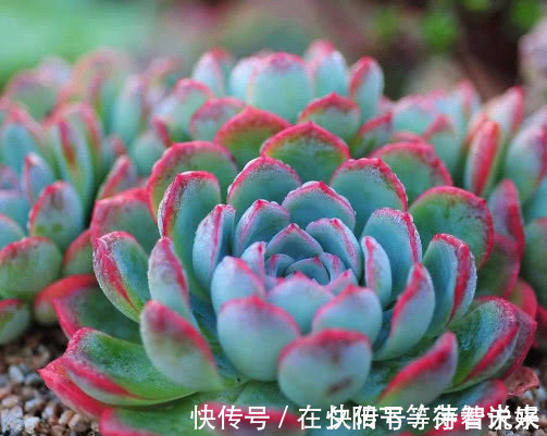 吉娃莲|多肉红边月影怎么养教你3个小妙招,种出最红润璀璨的红边月影