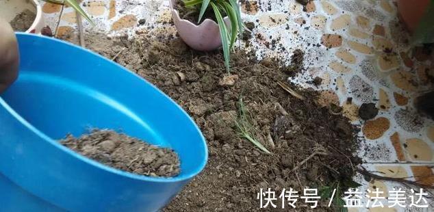 养花前一个小妙招,十年不生虫,叶子油亮翠绿,花朵蹭蹭冒