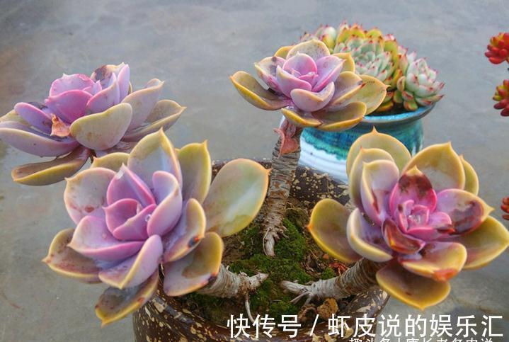 叶心|不应被遗忘的多肉紫珍珠,好养易上色,养成老桩后颜色紫红超好看