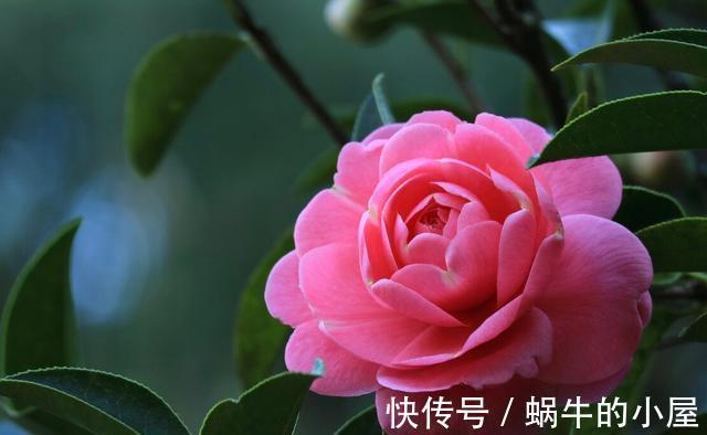 花期|盆栽茶花老是养不好，选择品种有技巧，试试以下经典的茶花品种