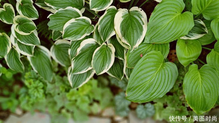 美好时光|花园改造:3年前买了栋带170㎡花园的房子,过上种花草的乡村生活