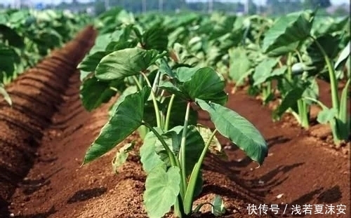 暖胃|农村大爷每天摘1种叶子泡水喝，“冲走”肝毒，看起来年轻10岁