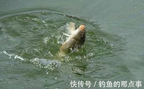 双钩的“上钩”和“下钩”中鱼区别,想不空竿,赶紧学