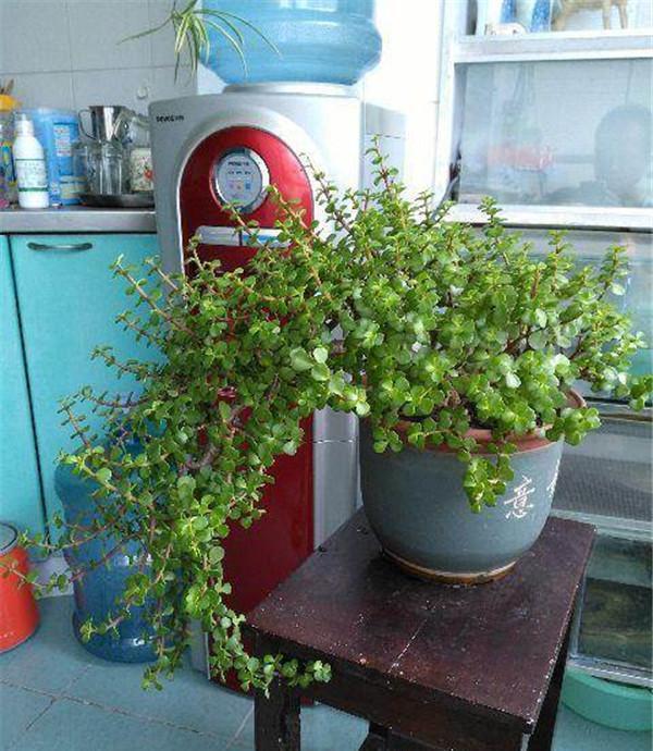 养金枝玉叶盆景,满足3个要点,长成传家宝,最后一点很关键