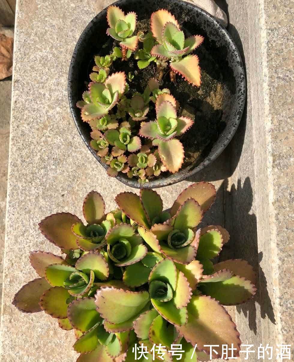 3种绿植,养在阳台露台上,不怕风吹日晒,开花也很美