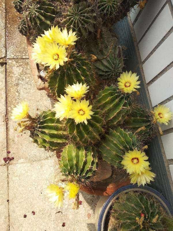 4种花不能朝叶子喷水,通风不好易烂叶,一定要注意