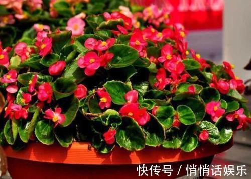 世界六大花期最长的花,养一盆全年有花赏,快看看你养过没