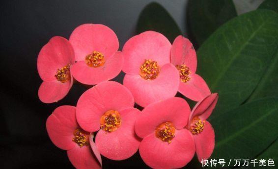 此款花卉花大色艳很漂亮,花期200多天,谁养谁爱