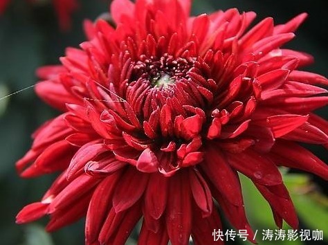 新手养护花卉,就养比牡丹好养,比菊花富贵的花卉,一开150天!