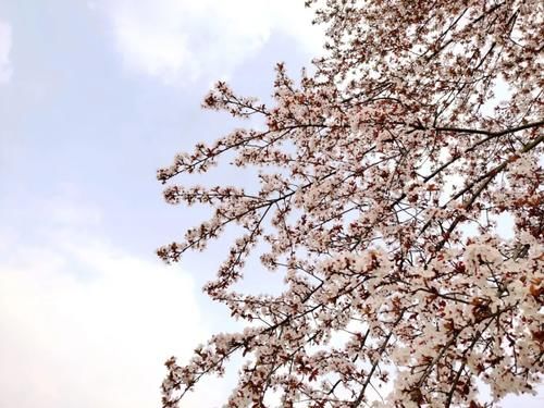 春暖花开日，这些“宝藏”赏花地，值得你打卡