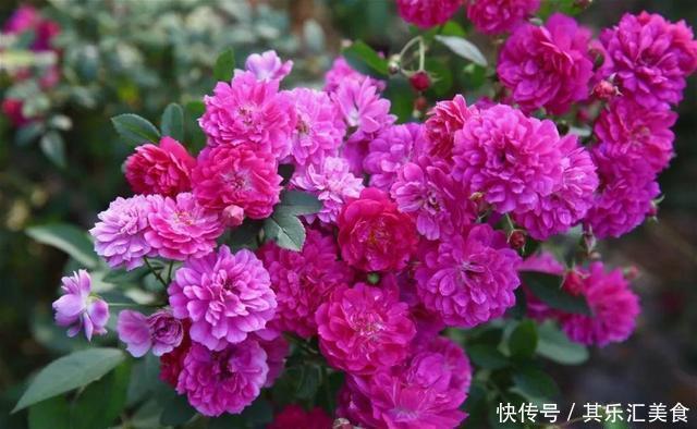 3种“香水”月季,适合阳台盆栽,花开一朵,满屋飘香