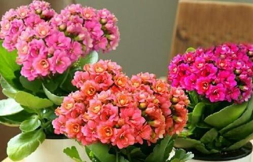 长寿花开败后,给它“理个发”,喂点大补肥,还能再开一茬花!