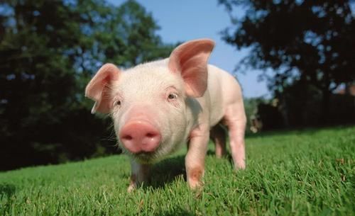 脾胃|4個(gè)老祖宗流傳已久的“土食”，補(bǔ)脾健脾調(diào)脾，養(yǎng)好脾胃百病難侵