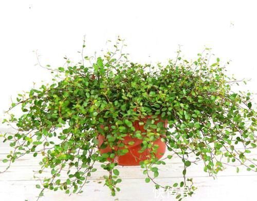 五种盆栽养在家里如景如画,比绿萝吊兰美多了,一派时尚景观