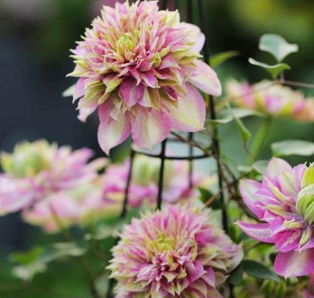 4种花被称为“开花王”，沾土就活，轻松开爆盆，四季有花赏！