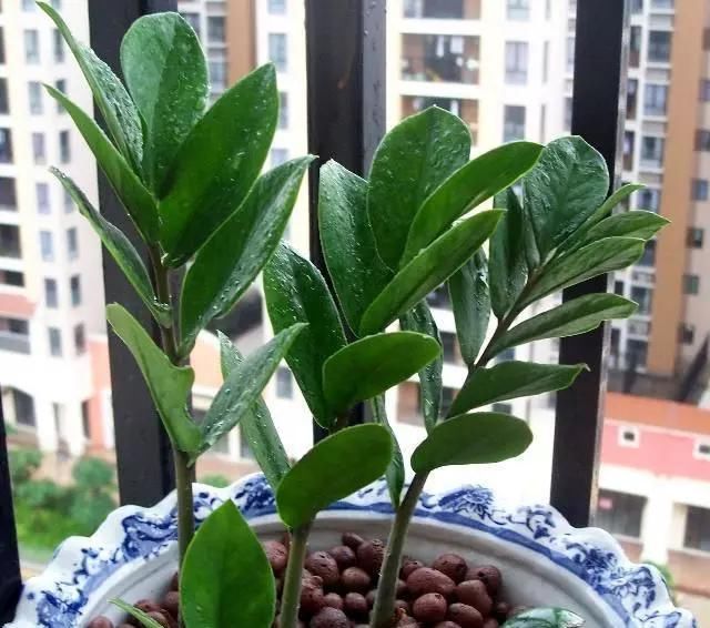  花盆|植物叶子有妙用，简单这样一处理，叶子插进花盆中，又多一盆绿植