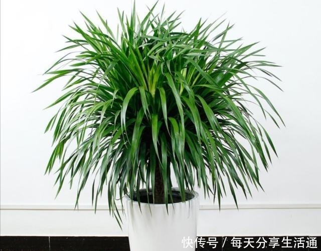 冬天在室内养1种“绿树”，既美观又大方，改善空气质量！