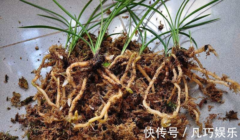 盆土干的太快弄点东西放上,好多天不用浇水!