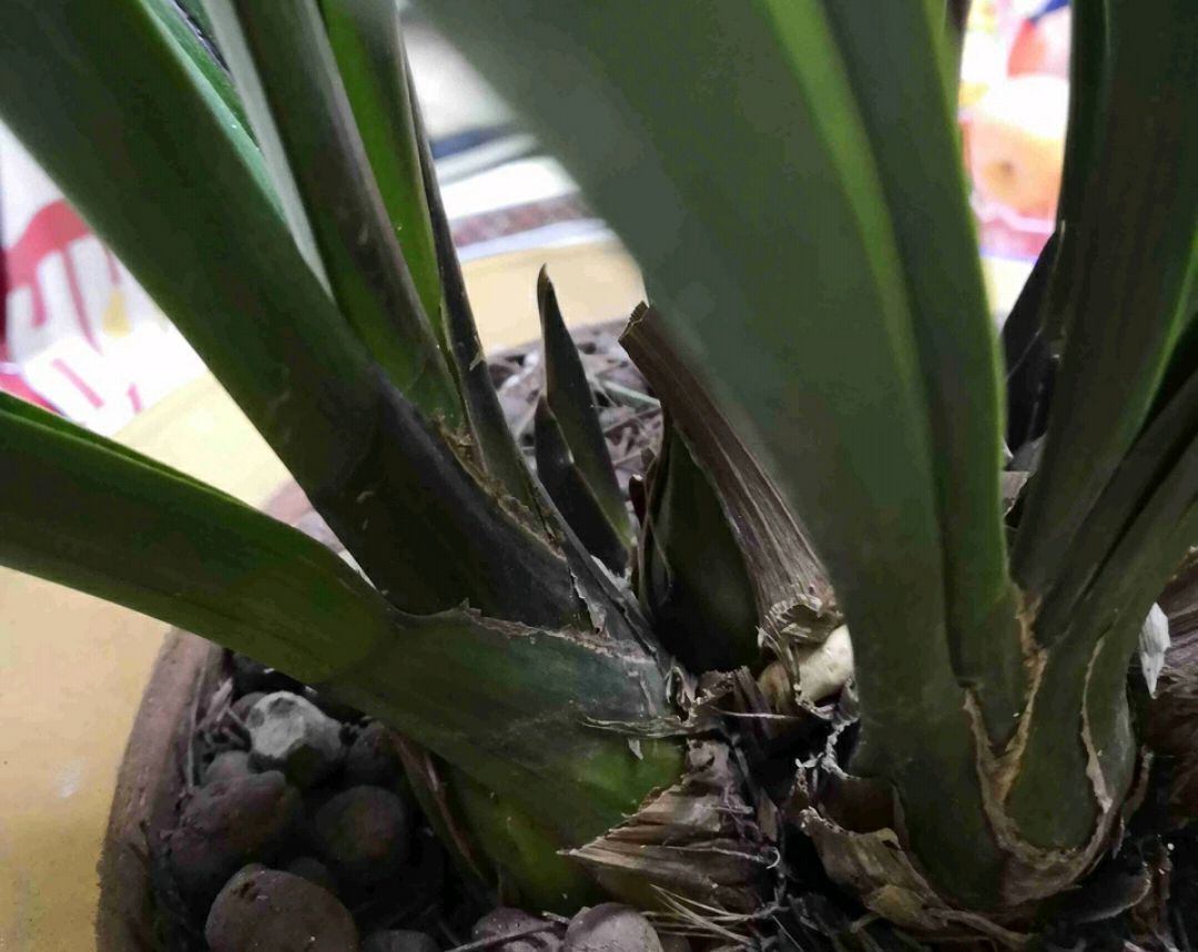 秋老虎|养兰花要注意秋老虎,一不小心根部就发黑,发黑原因和解决方法