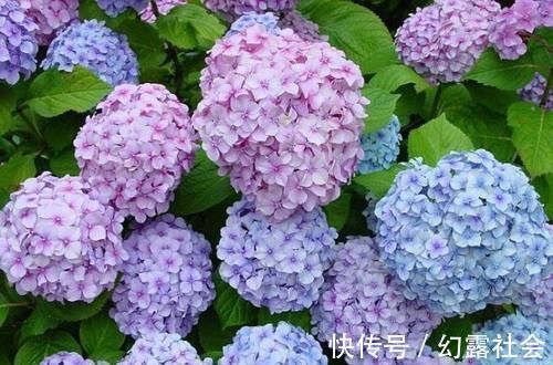 有个小院子，养上4种花，花量大，花期长，全年开花300天