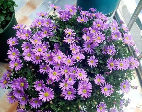 花开败后,手痒剃了个头,剃完就开花,一直剪一直开!