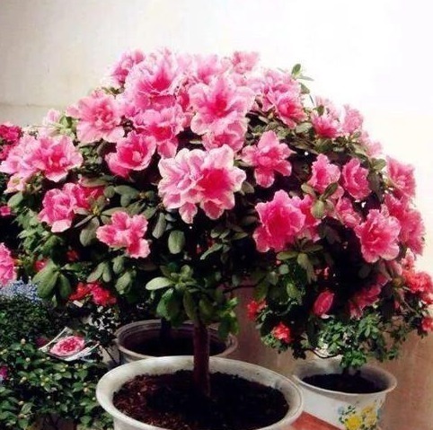 杜鹃花|家里养上“3种花”,从年头“香”到年尾,阳台变花海,太美了