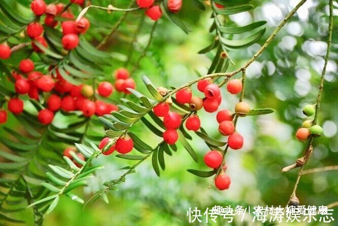 卵巢癌|女性不想得卵巢癌,用它泡水喝,防乳腺癌,防止卵巢,防止失眠