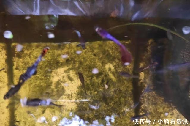 热带鱼|热带观赏鱼饲养的两个最为忌讳的问题,我们必须注意