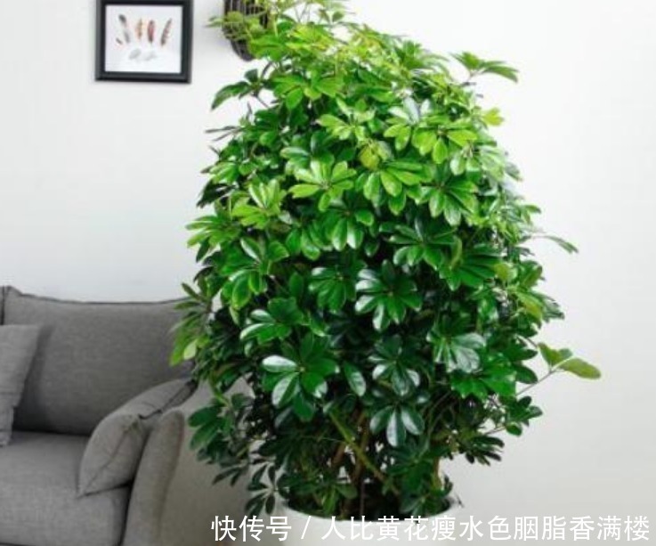 种花|人养花,花也养人,“3种花”家养里,空气清新,还有助于睡眠!