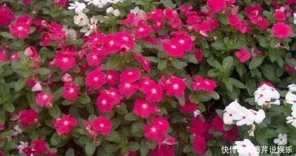 土壤结块|果皮酵素、啤酒水,1周“松土”1次,比啥肥都强