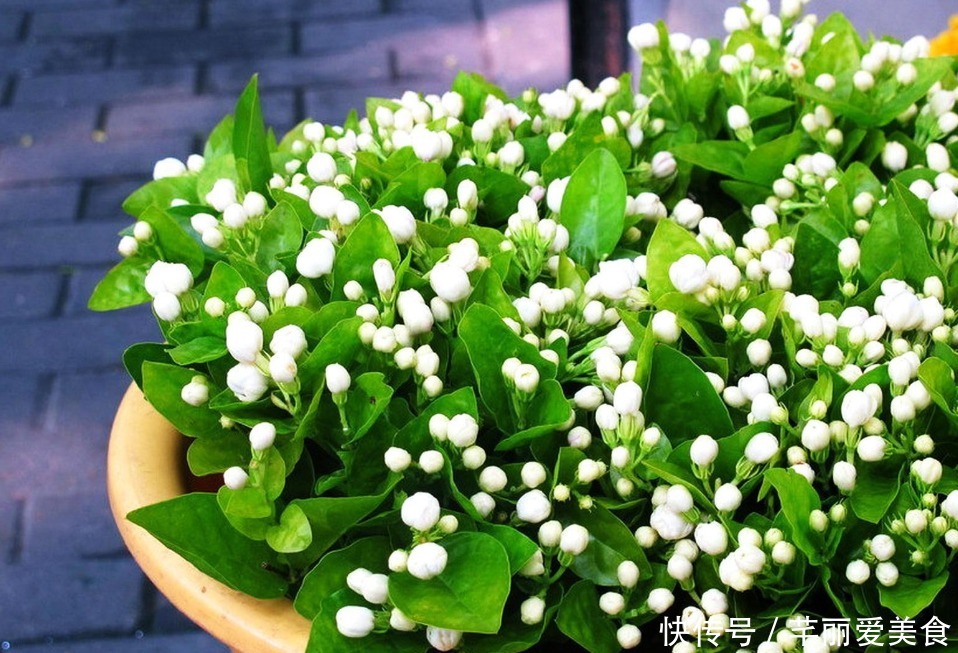 特征|有这些“特征”的人不适合养花，一般养一盆死一盆