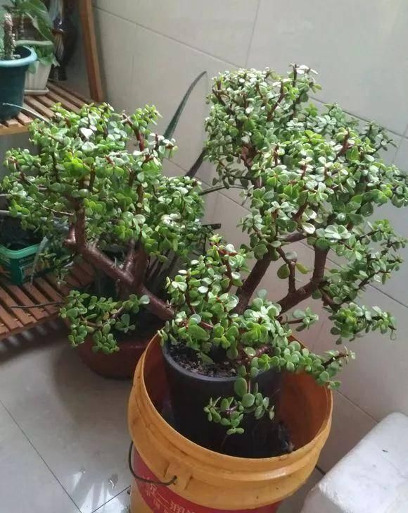 盆景|想要把金枝玉叶养成漂亮的盆景,这么做就对了