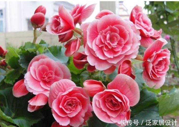 鸿运当头|5种漂亮花,开花漂亮花期长,好养易活能爆盆