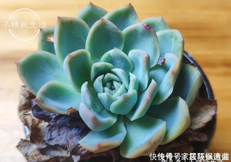 一个小细节,关系多肉安全度夏,这事做得早,肉肉夏天没烦恼