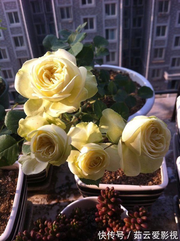 喜欢玫瑰,首选“精品玫瑰”蓝色妖姬,象征纯洁爱情,真美艳