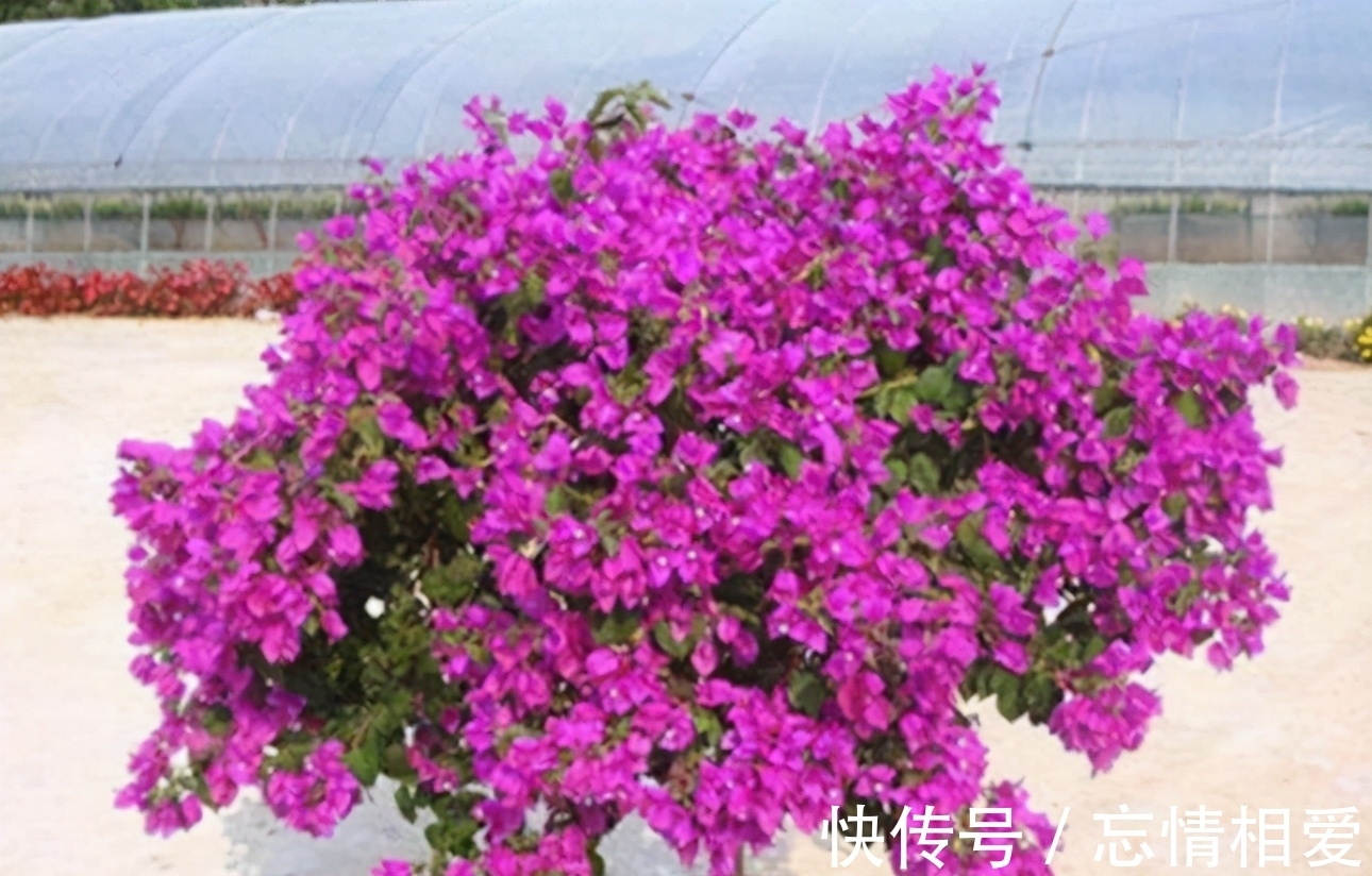 花球|要想三角梅开成“花球”,要定期修剪,再做好4点,才能花开不停