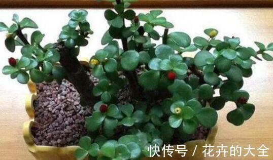 常春藤|9月6日-9月21日，庭院选这几款花，好养易开花，花色繁多易爆盆