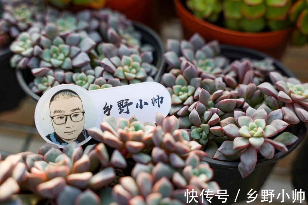 春萌缀、蓝宝石,两种特别可爱的多肉,这么养状态更好