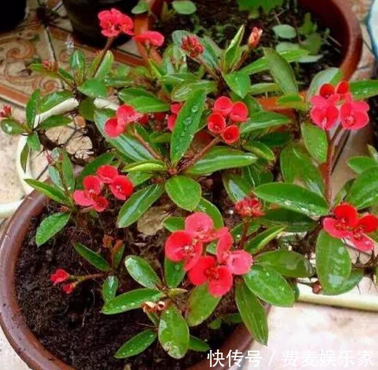 盆栽虎刺梅，日常这么养，才能爆出一大片小花！