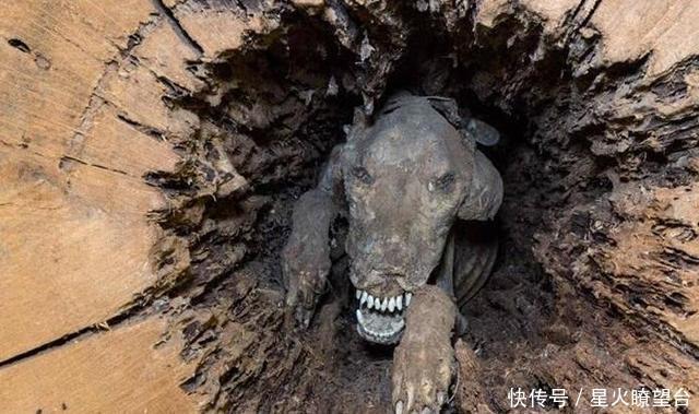 化石|伐木工人在山中伐树,切开树干后傻了,树中竟藏着“狗化石”!