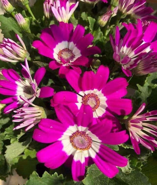 5种花越养越上瘾,只要养好一盆,就会特别喜欢