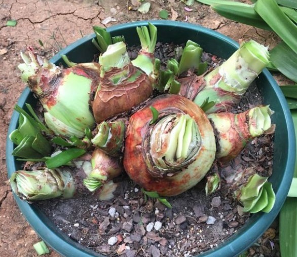 朱顶红|朱顶红还在长叶子给它做3步，让它睡一觉，“睡醒”直接开花！