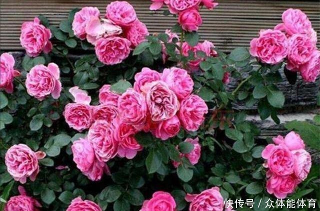 扦插月季失败，试试这种繁殖方法，更容易成活！