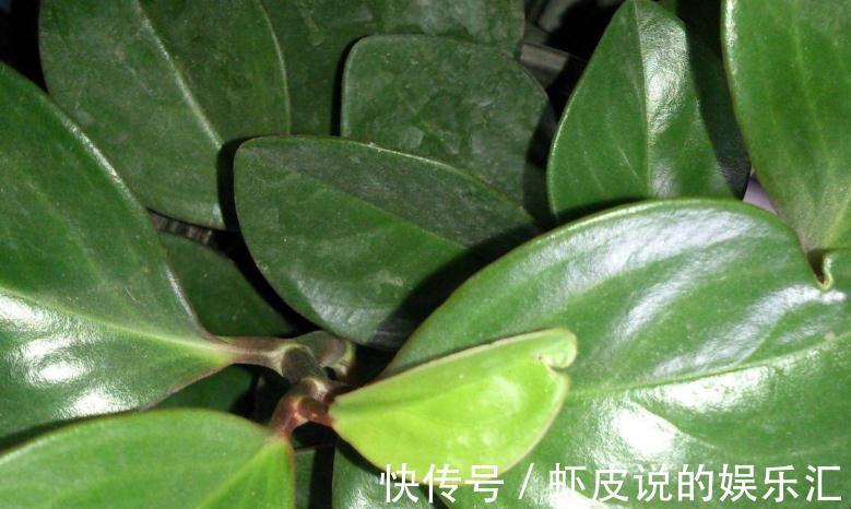 还用茶水浇花,这些坏处要知道,使用方法很重要,看看吧