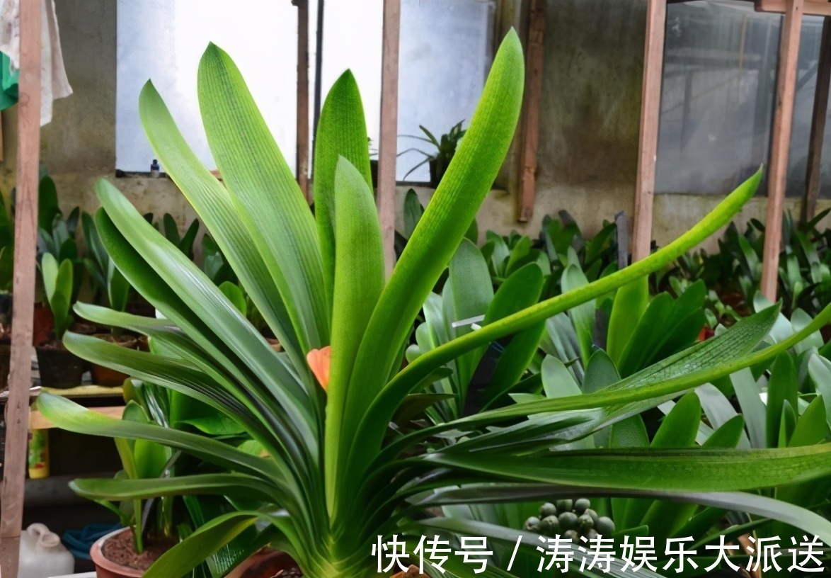 肥料|总结养花“十大问题”，只要学会，你就是养花大神