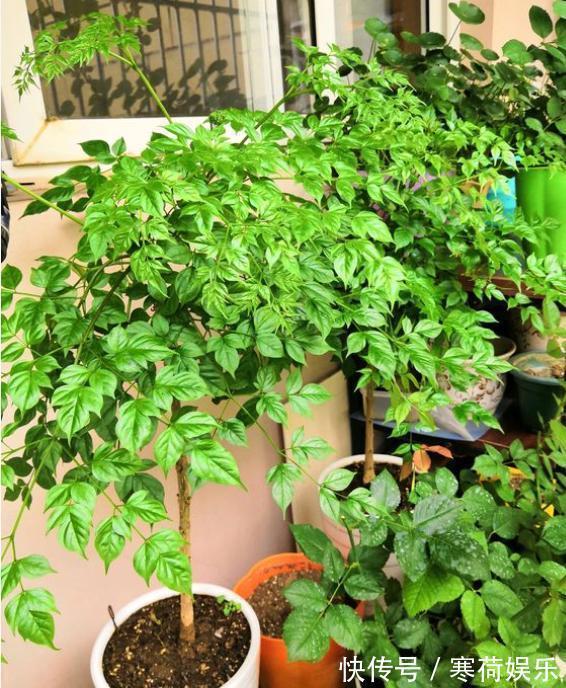 幸福树养护“小窍门”,2分钟学会,杜绝烂根黄叶,寓意幸福平安