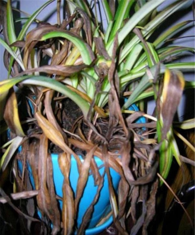 养花就死4个“坏毛病”很多人中招,烂根、死亡停不住