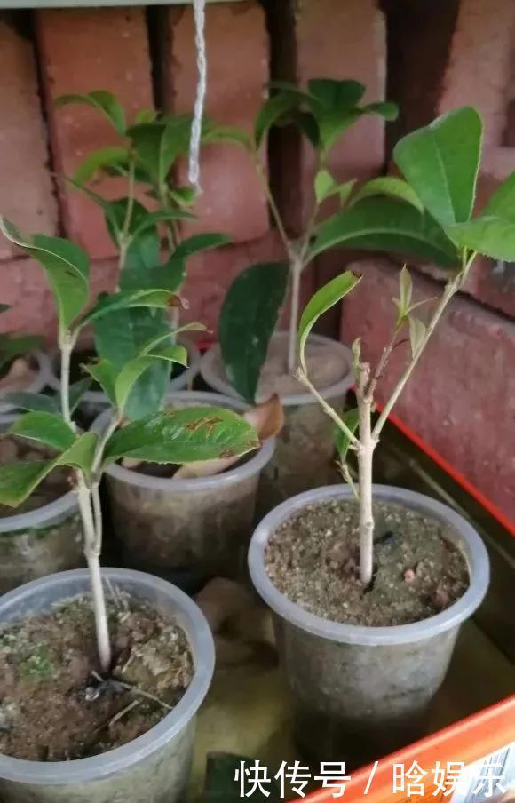 天热了就插4种花，生根快长势好，一插一大盆