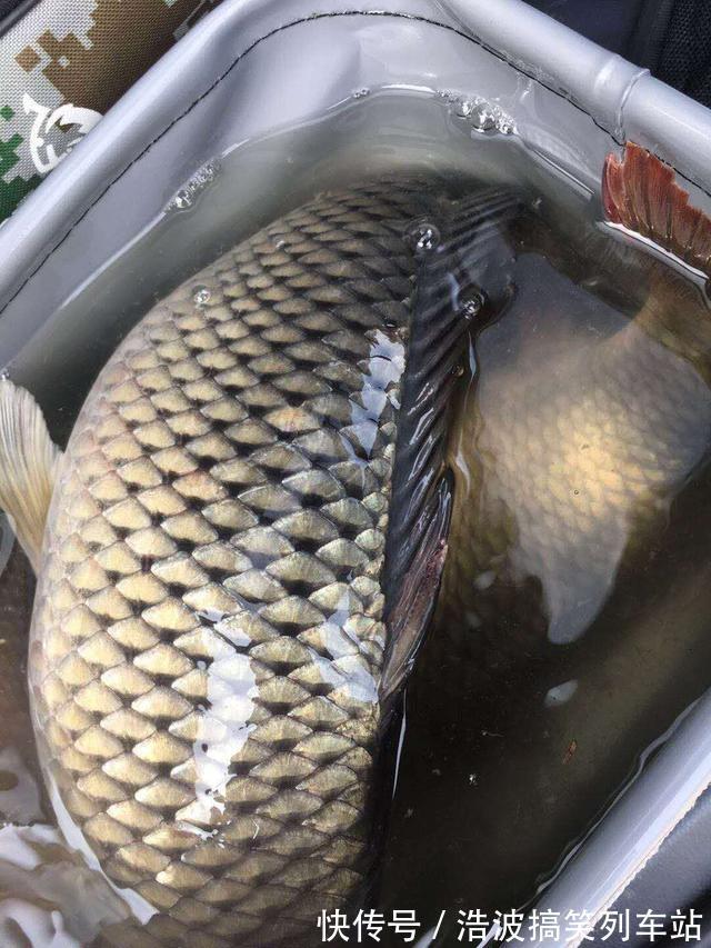 小鲤鱼|秋季野钓鲤鱼攻略，活跃度高吃口狂，新手也能狂拉