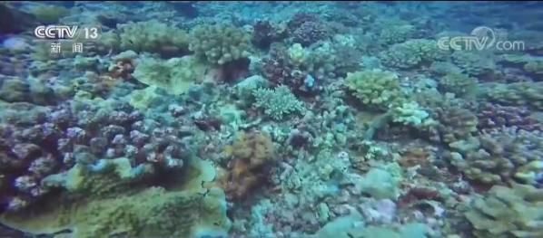 我国实施重大工程 改善海洋生态环境 世界海洋日·关注海洋生物多样性   海洋生物